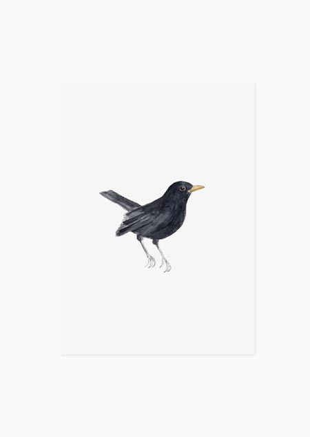 Blackbird (color) - A5 print