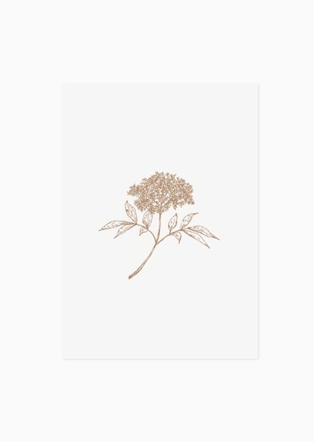 Vlierbloesem (natural) - A5 print 