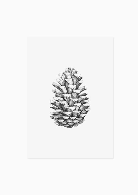 Pine cone - A5 print 