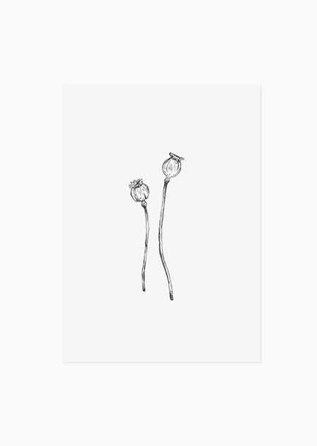 Poppy pods (black-white) - A5 print 