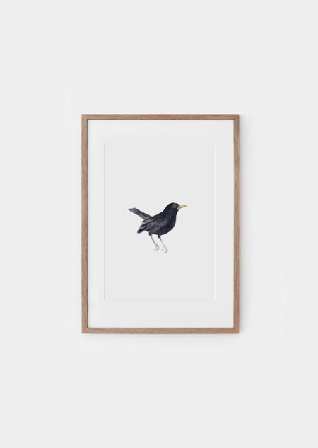 Blackbird (color) - A4 poster 