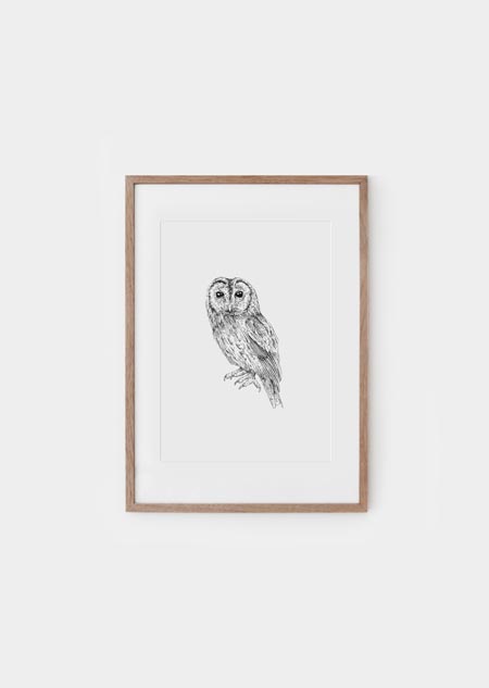 Tawny owl (bw) - poster