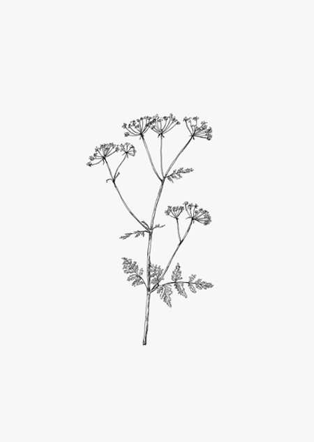 Cow parsley (bw) - A4 poster