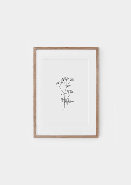 Cow parsley (bw) - A4 poster