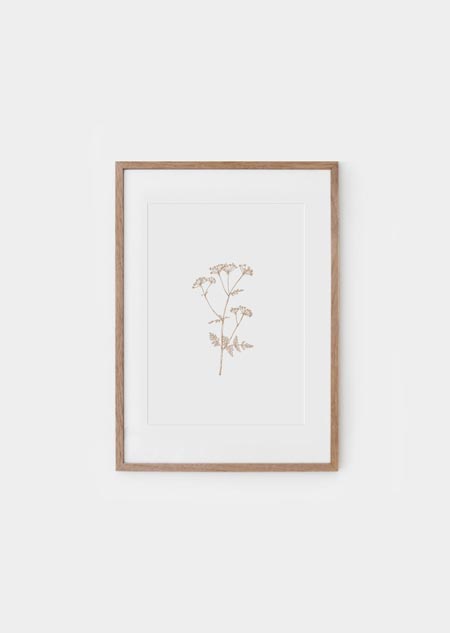 Cow parsley (nat) - A4 poster