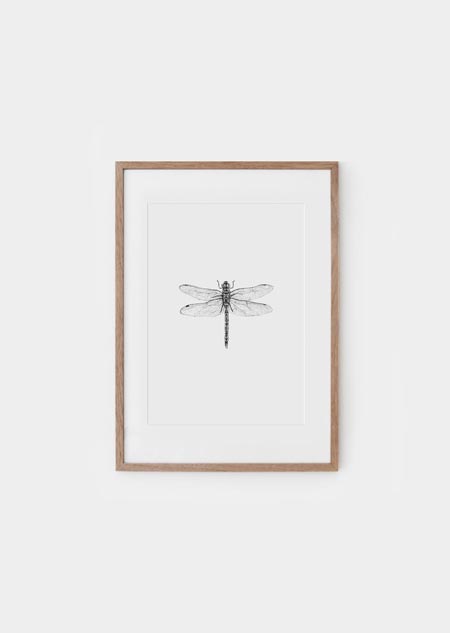 Dragonfly - A4 poster