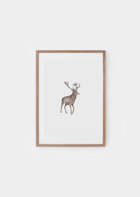 Red deer (color) - poster
