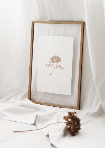 Elderflower (natural) - A4 poster