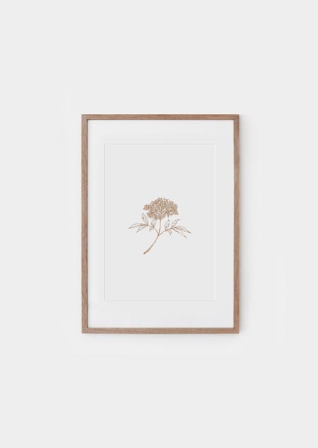 Elderflower (natural) - A4 poster