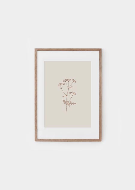 Cow parsley (beige) - A4 poster 