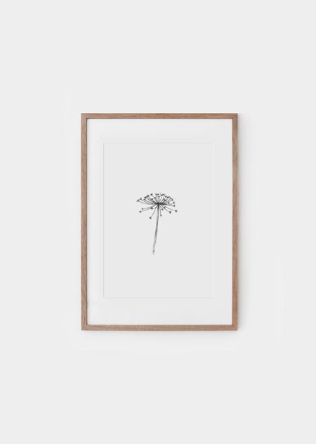 Hogweed (bw) - A4 poster 