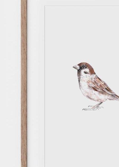 Sparrow (color) - A4 poster