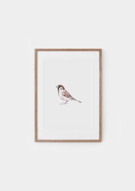Sparrow (color) - A4 poster