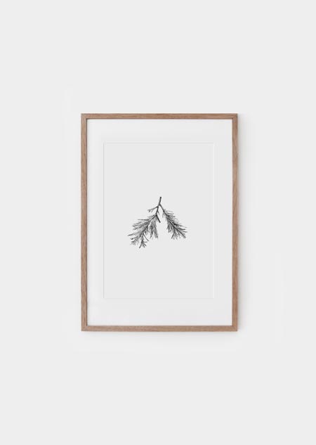 Pine branch - A4 poster 