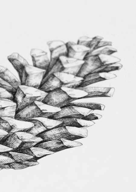 Pine cone - A4 poster
