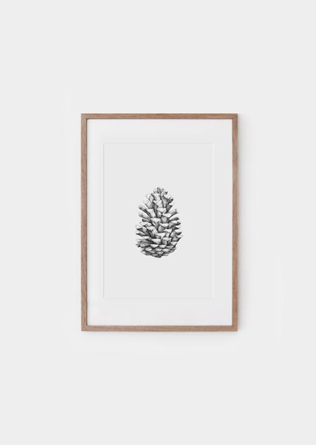 Pine cone - A4 poster