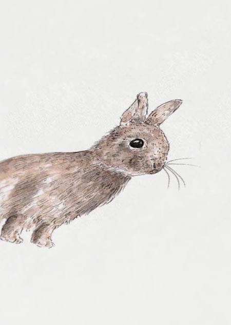 Rabbit (color) - A4 poster