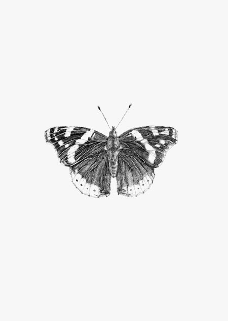 Butterfly (bw) - A4 poster