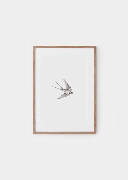 Swallow - A4 poster 