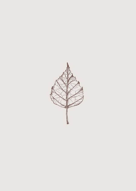 Birch leaf (beige) - A4