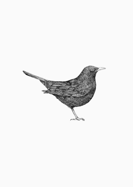 Blackbird (black-white) - A5