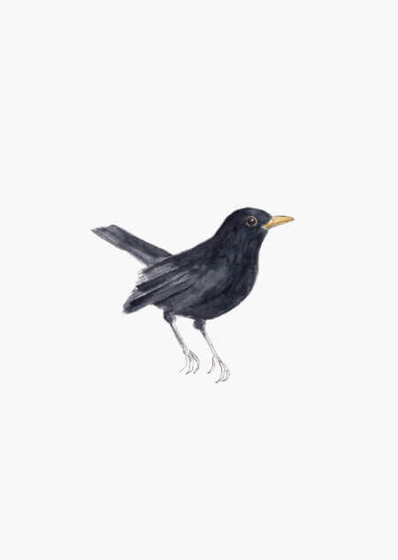 Blackbird (color)