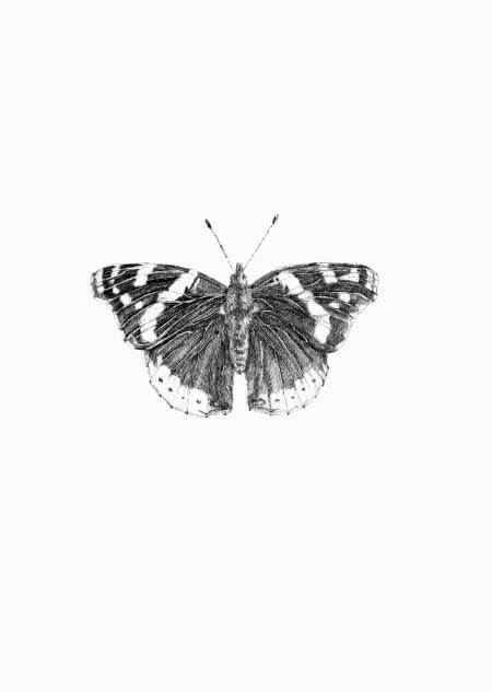 Butterfly (bw)