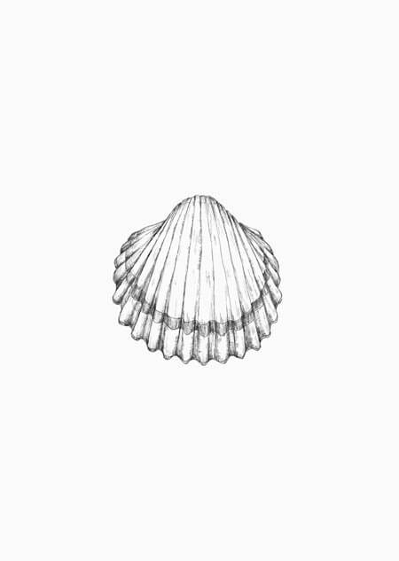 Seashell - A5 print 