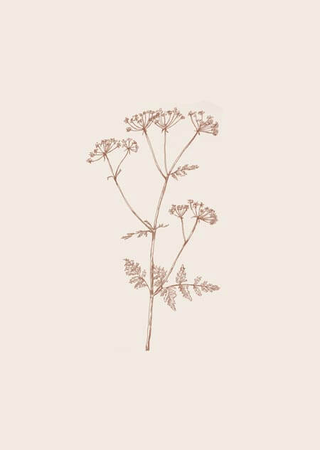 Cow parsley (beige) - A4