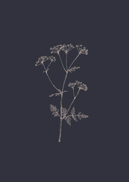 Cow parsley (blue)