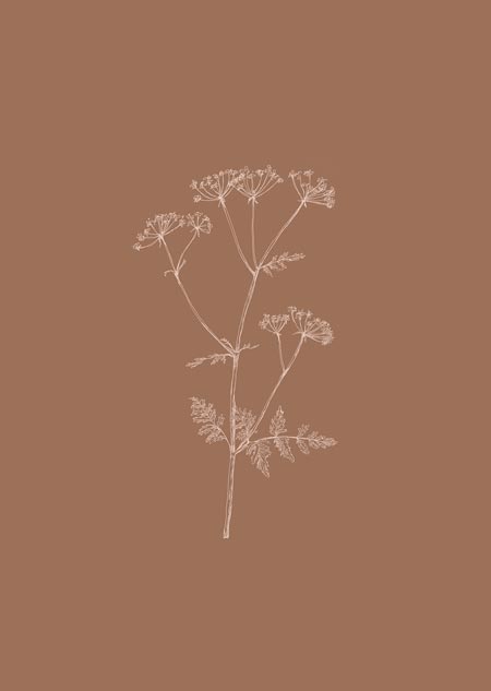 Cow parsley (toffee)