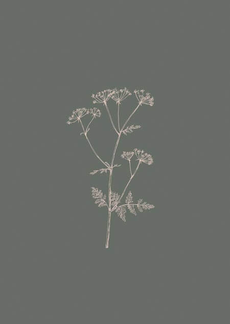 Cow parsley (green)