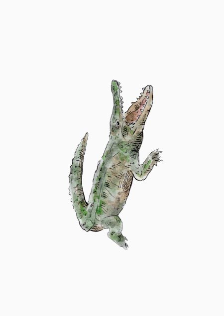 Crocodile (color)