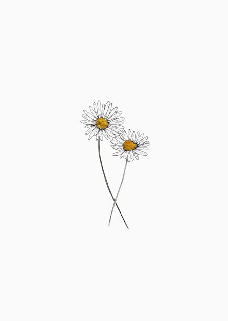 Daisies (color) 