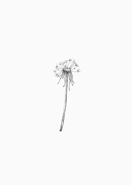 Dandelion (black-white)