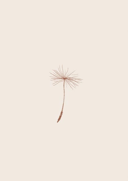 Dandelion seed (beige) - A4