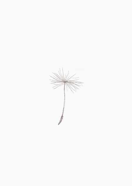 Dandelion seed (grey) - A4
