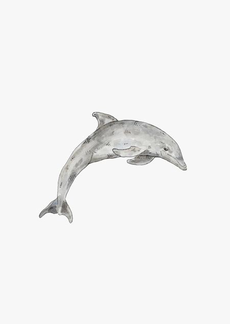 Dolfijn (kleur) 