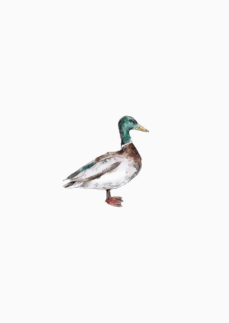 Duck (drake) - A5