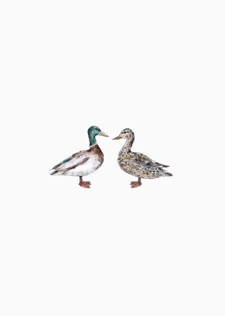 Ducks - A5