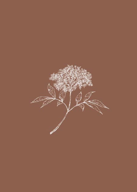 Elderflower (brown)