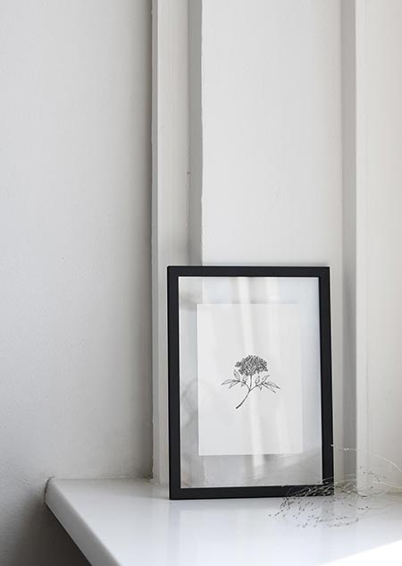 Elderflower (black-white)