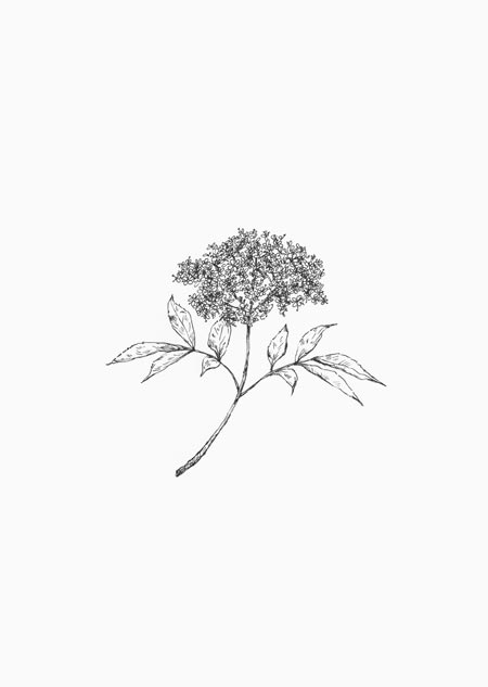 Elderflower (black-white)