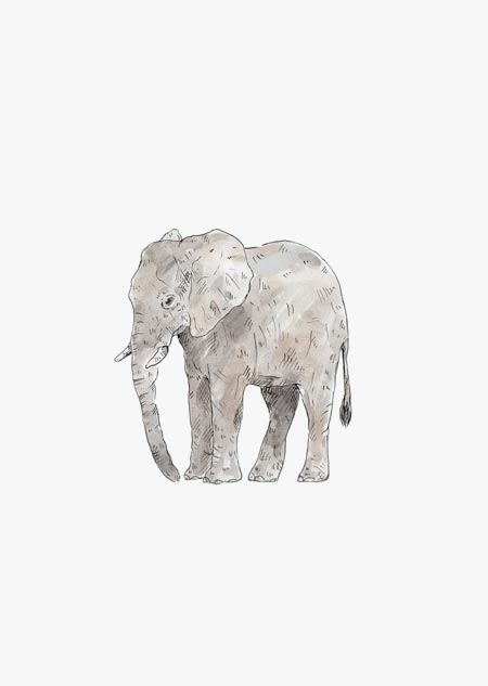 Elephant (color)