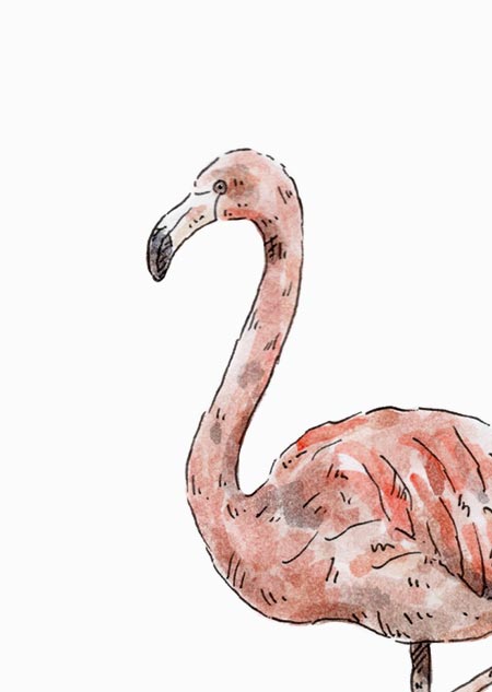 Flamingo (color)