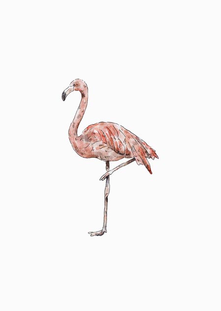 Flamingo (color)