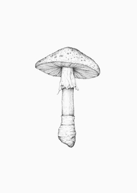 Mushroom - A5 print