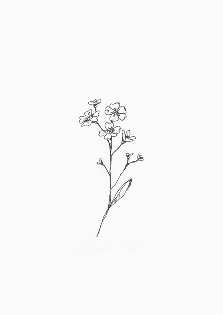 Forget-me-nots (black-white)