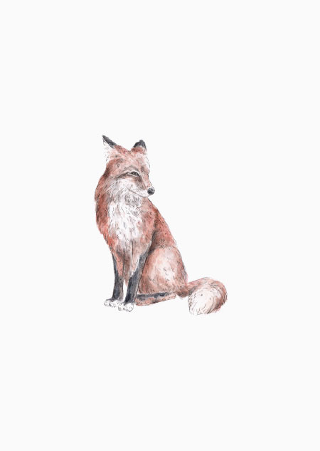 Fox (color) - A4 poster