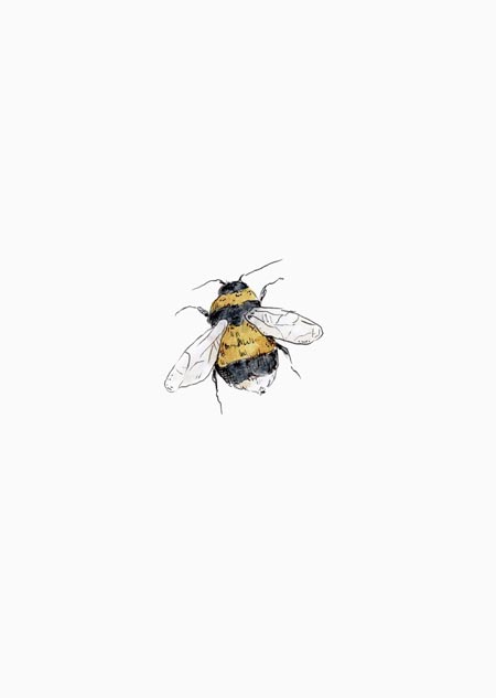 Garden bumblebee (color)